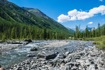 Fototapeta premium River Shalva, originating in the lower Shavlinsky lake, not far from the source, shallow and decomposed into channels.On the banks of the mountains covered with the Altai taiga.