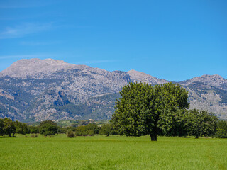 Landscape Mallorca