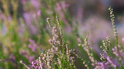 Flore de la forêt des Landes de Gascogne, composée notamment de bruyères et de fougères