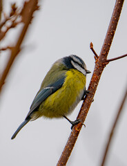 Bluetit on a branch