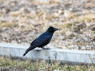 large billed crow between dry rice paddies