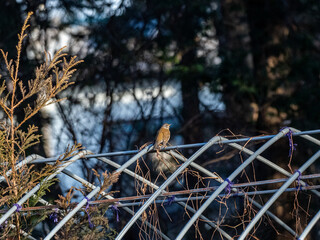 pale thrush on old greenhouse frame