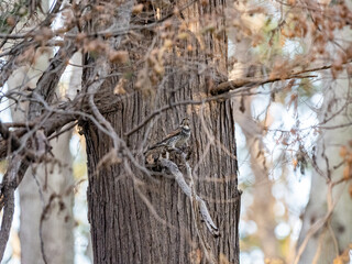 Dusky thrush in Japanese forest tree