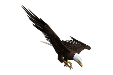 Bald Eagle diving to catch fish. 3d illustration isolated on white background.