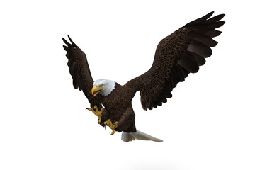 Bald Eagle diving to catch prey. 3d illustration isolated on white background.