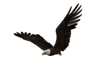 Bald Eagle in flight with wings raised. 3d illustration isolated on white background.