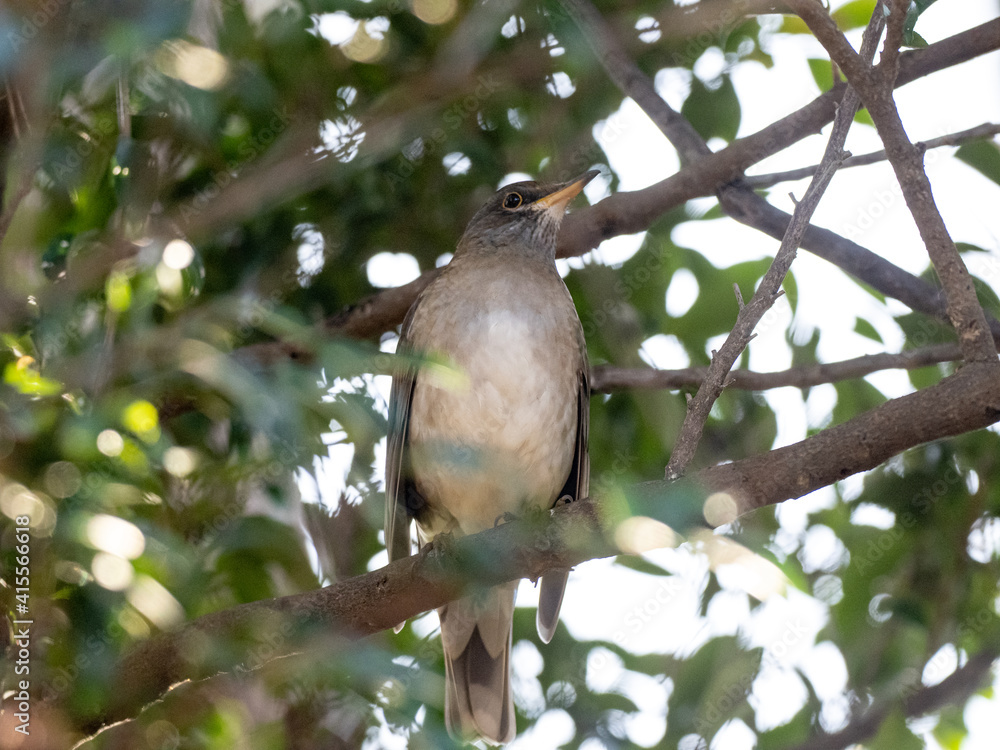 Sticker pale thrush perched in Japan forest tree