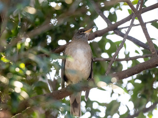 pale thrush perched in Japan forest tree
