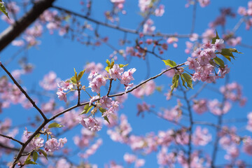東京都の河津桜(葉桜)