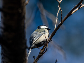 Japanese tit bird in empty winter tree