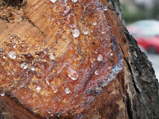 pino  con sabia supurando tras poda