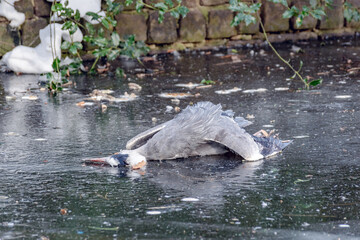 Dead gray heron on ice in winter