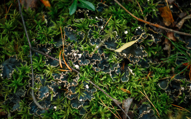 Natural forest background with inedible mushrooms and moss