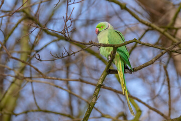 Green parrot on a branch on a winter February day. Den Haag. Netherlands