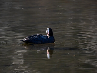 Eurasian coot swims in Izumi forest pond 7