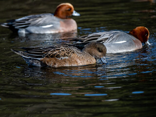 Eurasian wigeons feed and play on Japanese pond 5