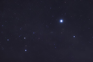 canis major