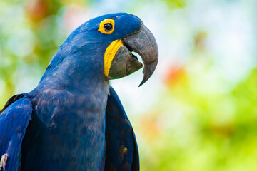 blue hyacinth macaw close up