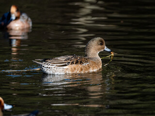Eurasian wigeons feed and play on Japanese pond 9