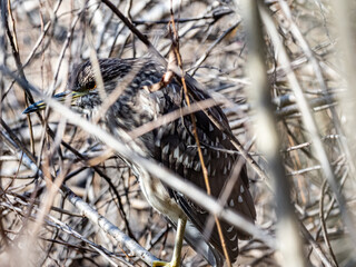 Juvenile black crowned night heron in brush 2