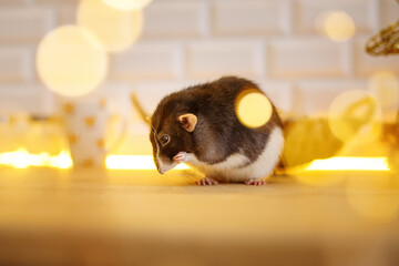 Domestic decorative rat running on the table with boe lights on the background