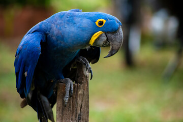 blue hyacinth macaw close up