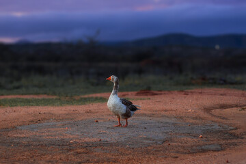 goose