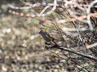 Female Daurian Redstart in brush along wetland 5