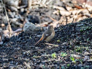 Female Daurian Redstart on the ground in a forest 8