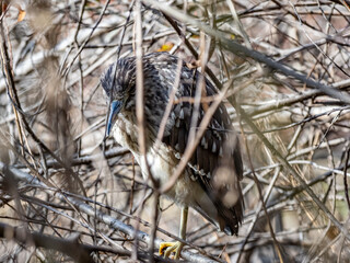 Juvenile black crowned night heron in brush 4
