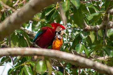 A scarlet macaw feeding a blue and yellow macaw in the jungle