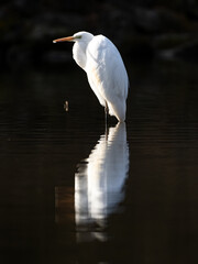 Great Egret relfected wading in shallow pond 6