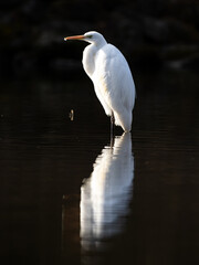 Great Egret relfected wading in shallow pond 7