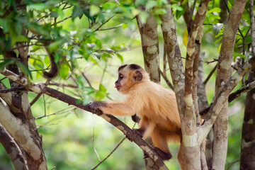 Capuchin monkey in the jungle