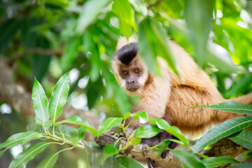 Capuchin monkey in the jungle