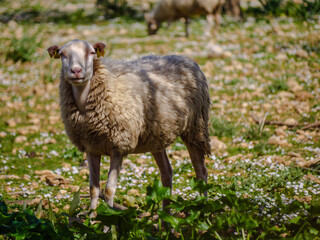 Sheep Mallorca