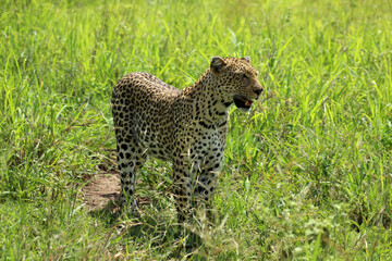 African Leopard (Panthera pardus) stalking, standing in long grass, Kruger National Park, South Africa