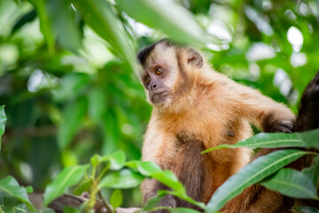 Naklejka na ściany i meble Capuchin monkey in the jungle