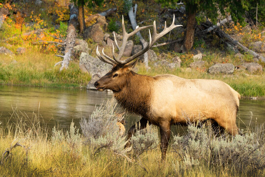 Several images of a large elk with antlers near a stream in Yellowstone National Park in Wyoming.


