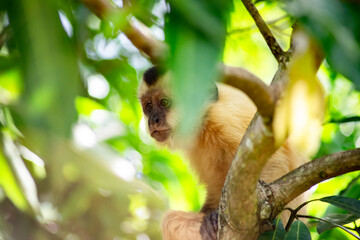 Fototapeta premium Capuchin monkey in the jungle