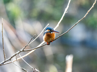 colorful common kingfisher in Izumi no Mori park 2