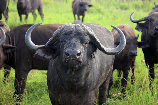 African buffalo or Cape buffalo (Syncerus caffer), Kruger National Park, South Africa