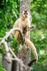 Capuchin monkey in the jungle eating banana