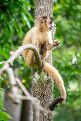 Capuchin monkey in the jungle eating banana