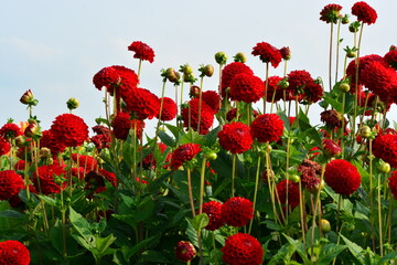 beautiful red dahlia is a genus of tuberous plants in the garden in the summer  with blue sky background