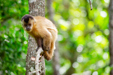 Capuchin monkey in the jungle