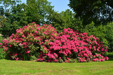 pink rhododendron flowers in the park with tree behind and blue sky