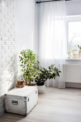White wooden box and Ficus plants in white flower pots in the interior of the living room in light colors