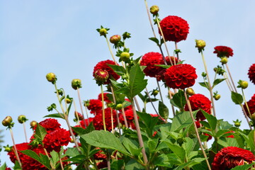 beautiful red dahlia is a genus of tuberous plants in the garden in the summer  with blue sky background