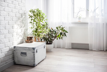 White wooden box and Ficus plants in white flower pots in the interior of the living room in light colors